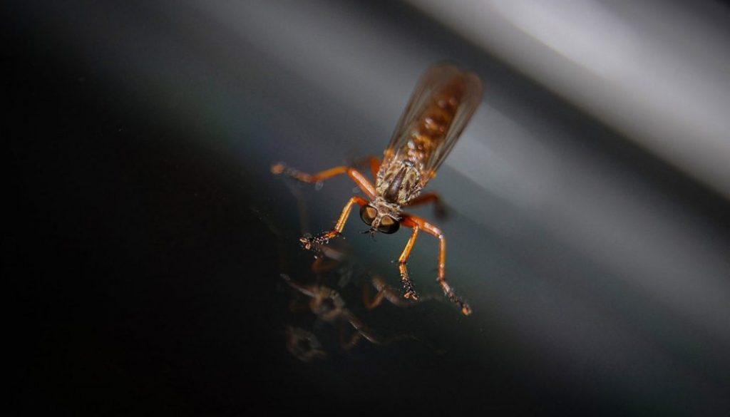 This Summer’s Ticks and Mosquito Rates to Surge This Summer’s Ticks and Mosquito Rates to Surge